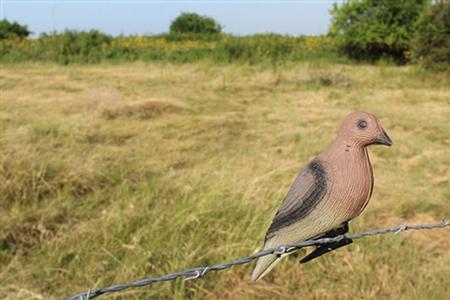 CLIP ON DOVE DECOYS FOAM 6 PK