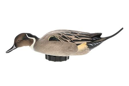 PINTAIL SPECIES MULTI-COLOR