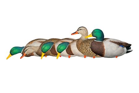 AXP FULL BODY MALLARDS