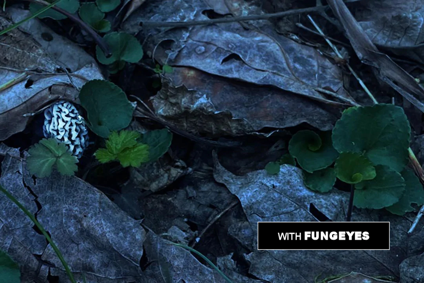 FUNGEYES Ebony Mushroom and Shed Hunting Glasses